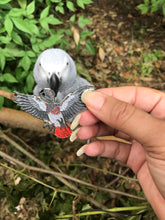 Load image into Gallery viewer, African Grey Mech Pin